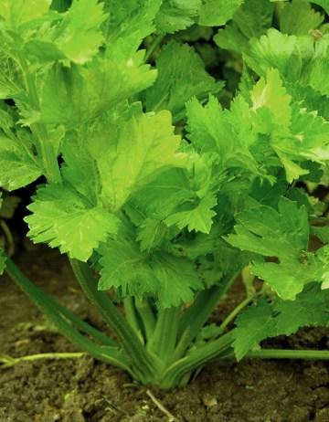Freezing Mashed Celery
